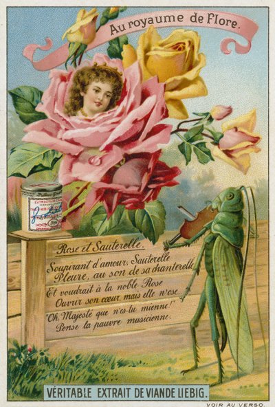 Rose et sauterelle - European School